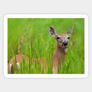 Doe in tall grass Sticker